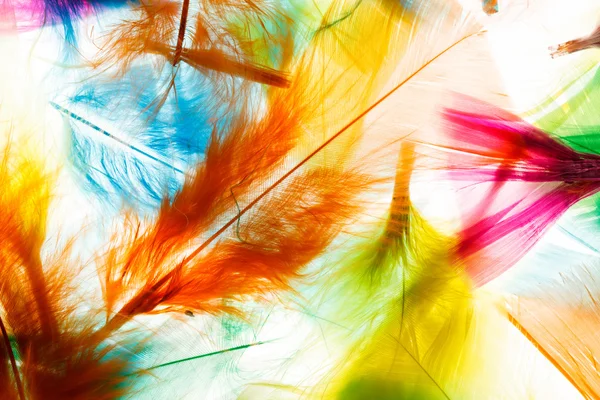 Kleurrijke veren — Stockfoto