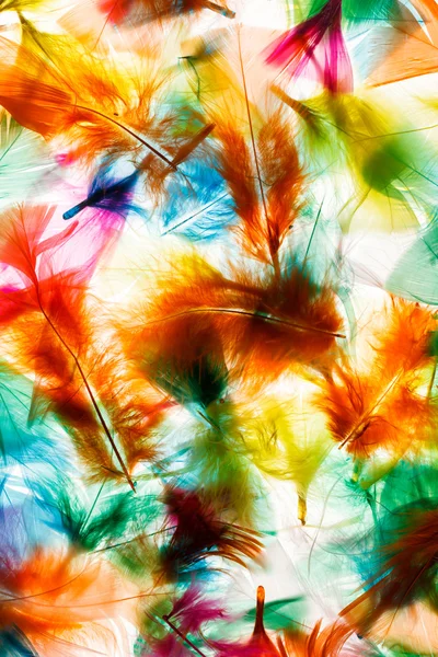 Colorful feathers — Stock Photo, Image