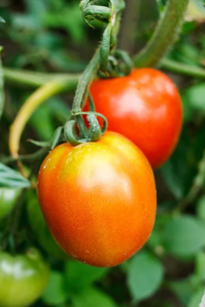 Tuin tomaten Rechtenvrije Stockfoto's