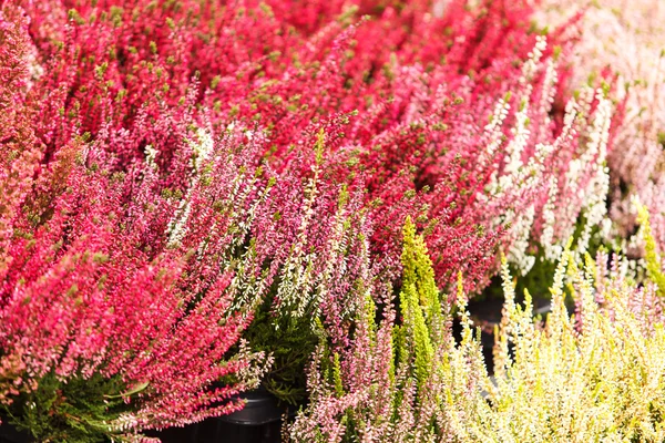 Plantes bruyères — Photo