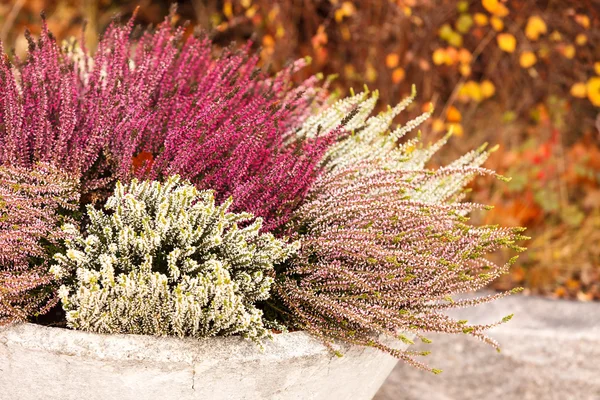 Heather plants — Stock Photo, Image