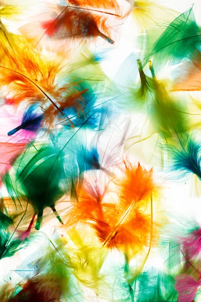 Colorful feathers — Stock Photo, Image