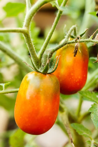 Tomates de jardín —  Fotos de Stock