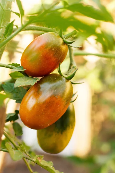 Trädgård tomater — Stockfoto