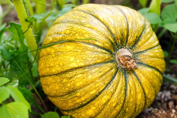 Pumpkin on field — Stock Photo, Image