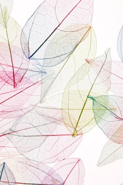 yaprakları arka plan