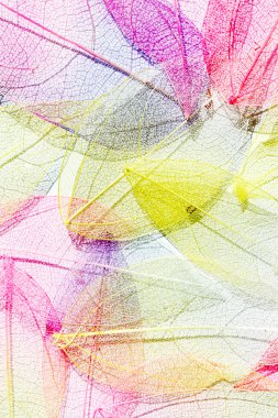 yaprakları arka plan