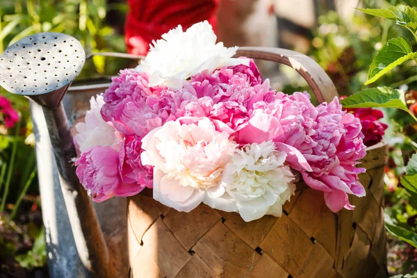 Peonies in basket — Stock Photo, Image