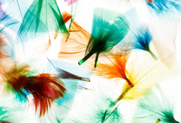 Plumes colorées — Photo