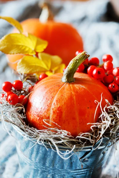 Decorazione autunnale — Foto Stock