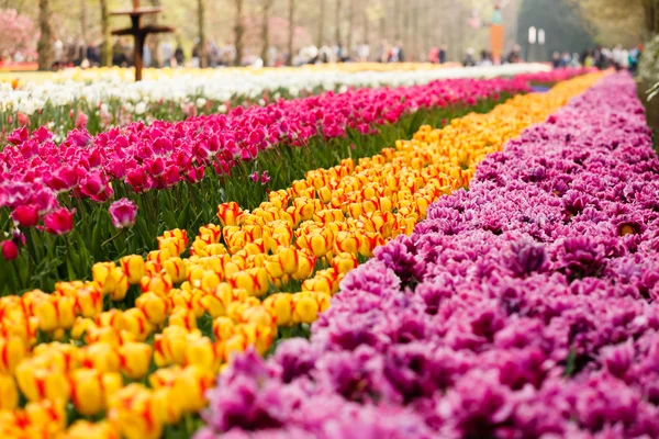 Fiori colorati nel parco — Foto Stock