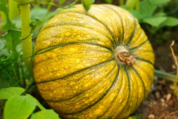 Pumpkin in a farm field — Stock Photo, Image