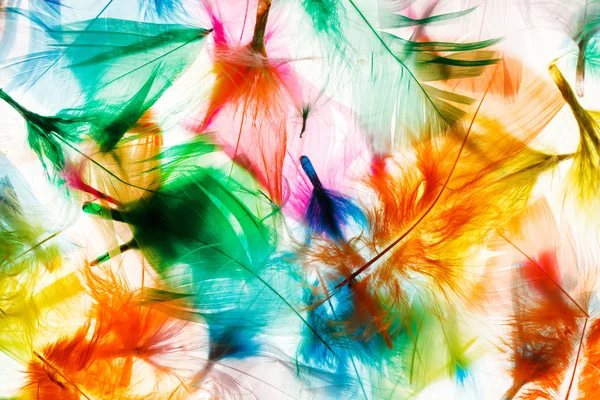 Colorful feathers — Stock Photo, Image