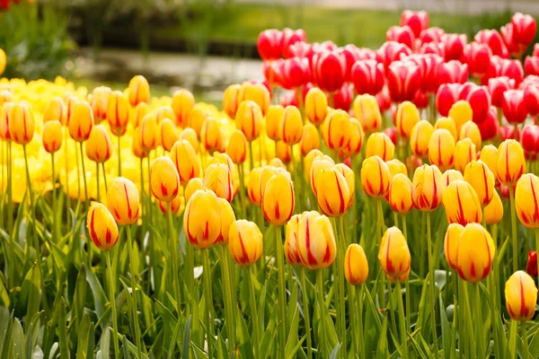 Lentetuin — Stockfoto