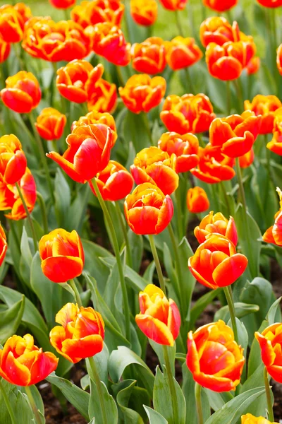 Lentetuin — Stockfoto