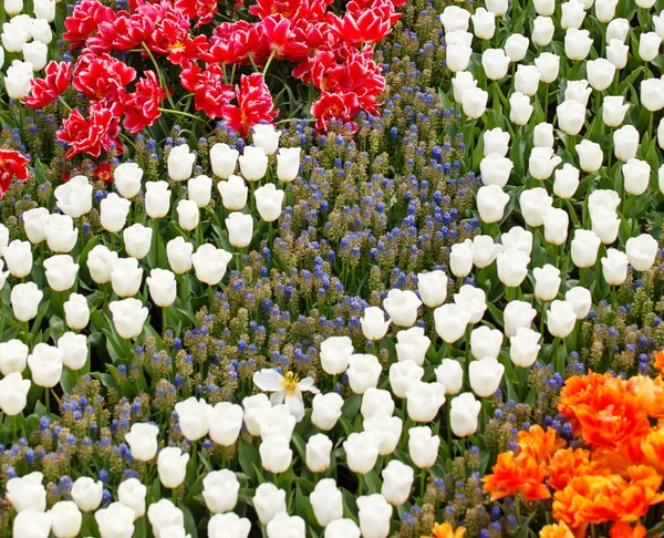 Spring garden — Stock Photo, Image