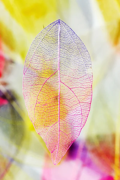 Color leaves — Stock Photo, Image