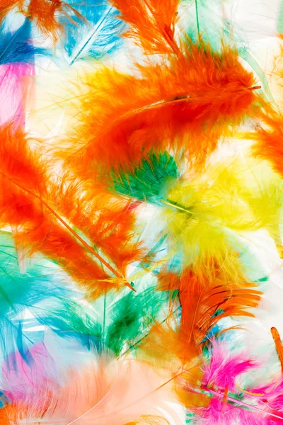 色彩鲜艳的羽毛 — 图库照片