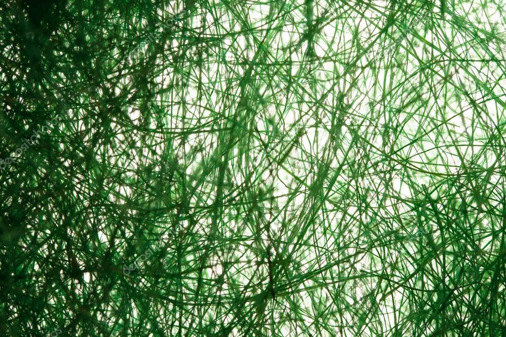 Natural sisal Stock Photo by ©Shebeko 53412295