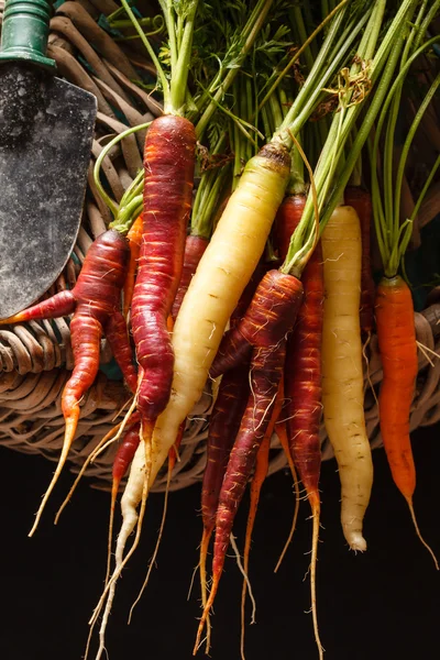 Fresh carrots — Stock Photo, Image