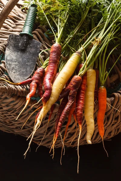 Fresh carrots — Stock Photo, Image