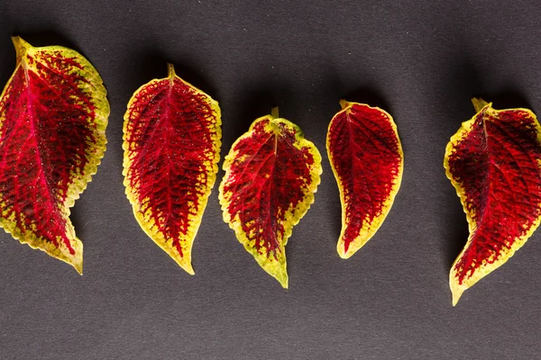 美しい葉 — ストック写真