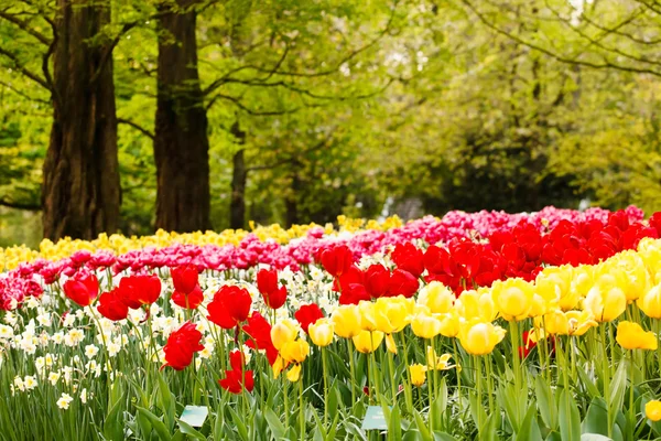 Spring garden — Stock Photo, Image