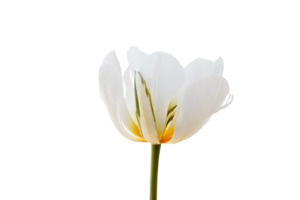 Tulipán blanco — Foto de Stock