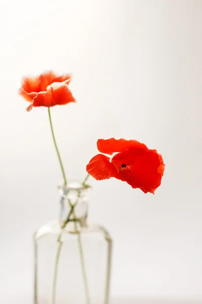 Nice poppies — Stock Photo, Image