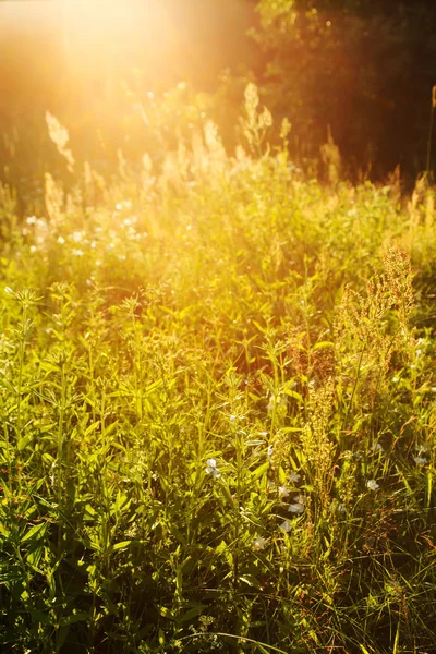 Field with sun — Stock Photo, Image