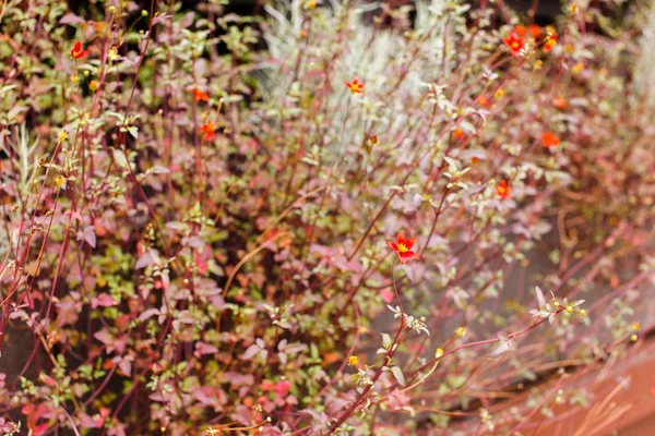 Herbstpflanzen — Stockfoto