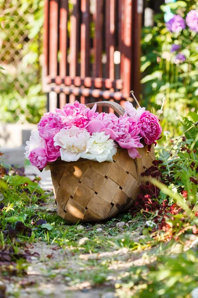 Peonies in basket — Stock Photo, Image