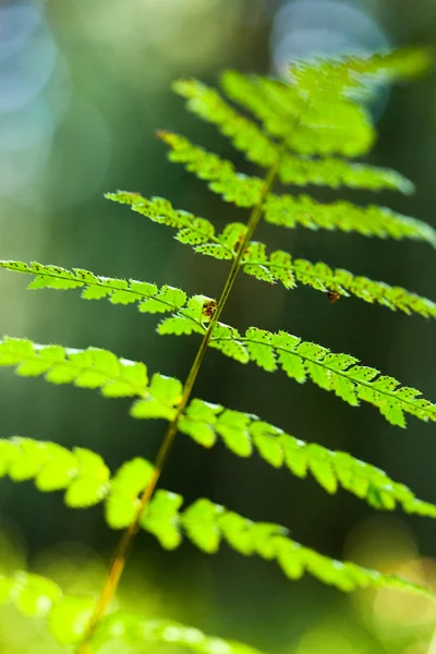 Samambaia na floresta — Fotografia de Stock