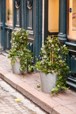Kapının yanında bitki
