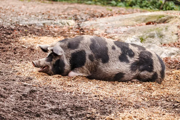 Cerdos en la granja —  Fotos de Stock