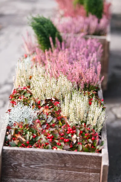 Flores de outono — Fotografia de Stock