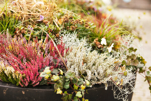 Растения вереска
