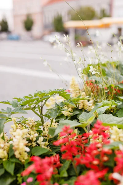 ดอกไม้ตามถนน — ภาพถ่ายสต็อก