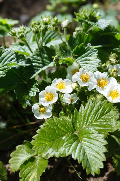 Flowers of strawberry — Stock Photo, Image