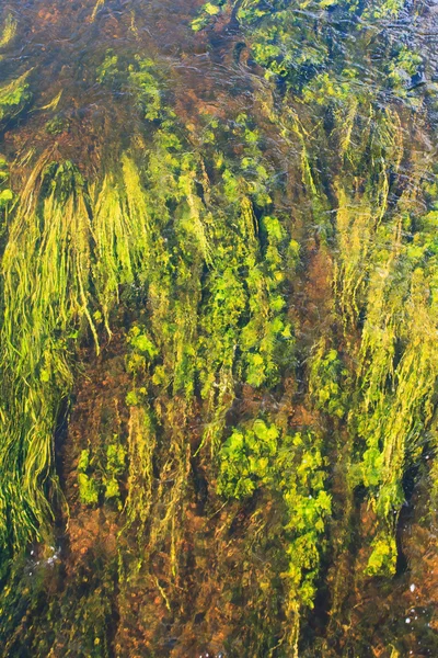 Algues dans la rivière — Photo