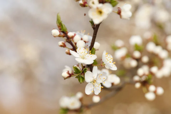 Spring garden — Stock Photo, Image