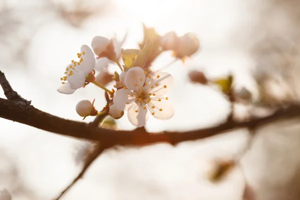 Spring garden — Stock Photo, Image