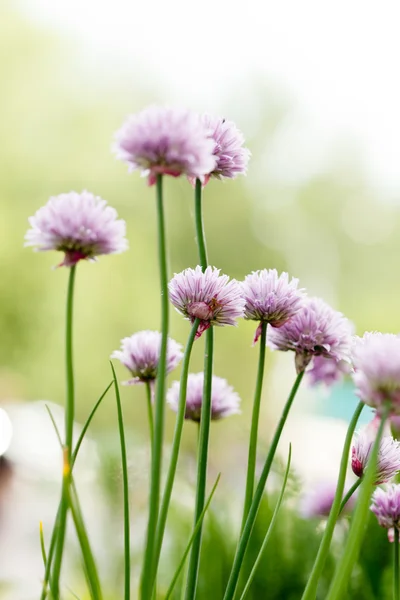 Paarse bloemen — Stockfoto