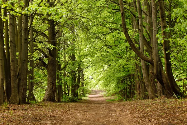 Sommerpark - Stock-foto