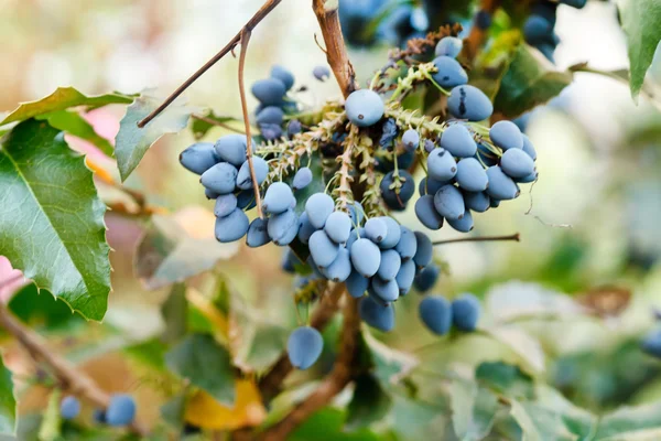 Голубые ягоды жимолости — стоковое фото