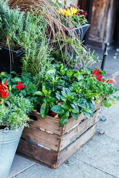 Flowers outdoor — Stock Photo, Image