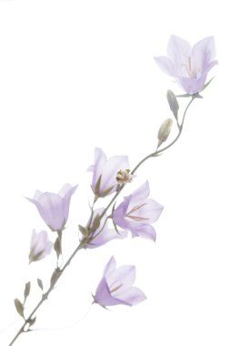 Bluebell çiçekler