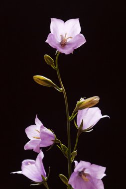 Bluebell çiçekler