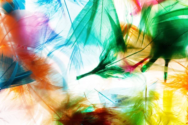 Colorful feathers — Stock Photo, Image