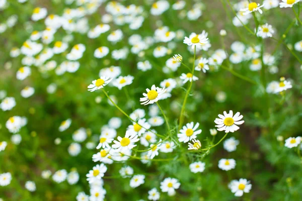 Fält av tusensköna blommor — Stockfoto